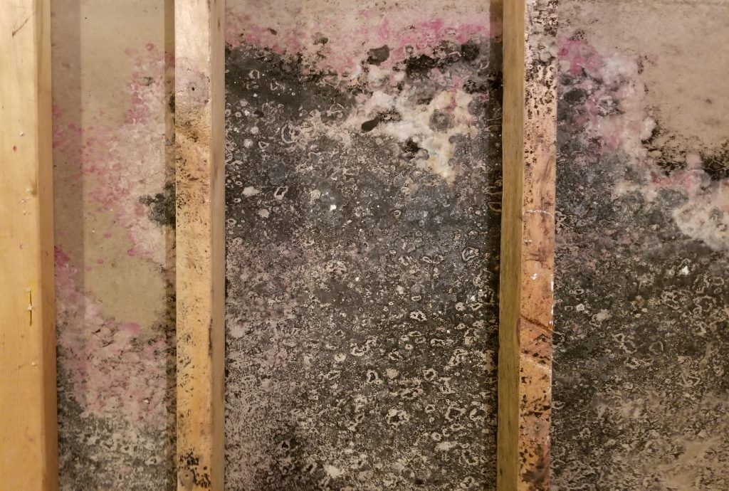 Picture of mold behind sheetrock being treated by a North Carolina restoration services company