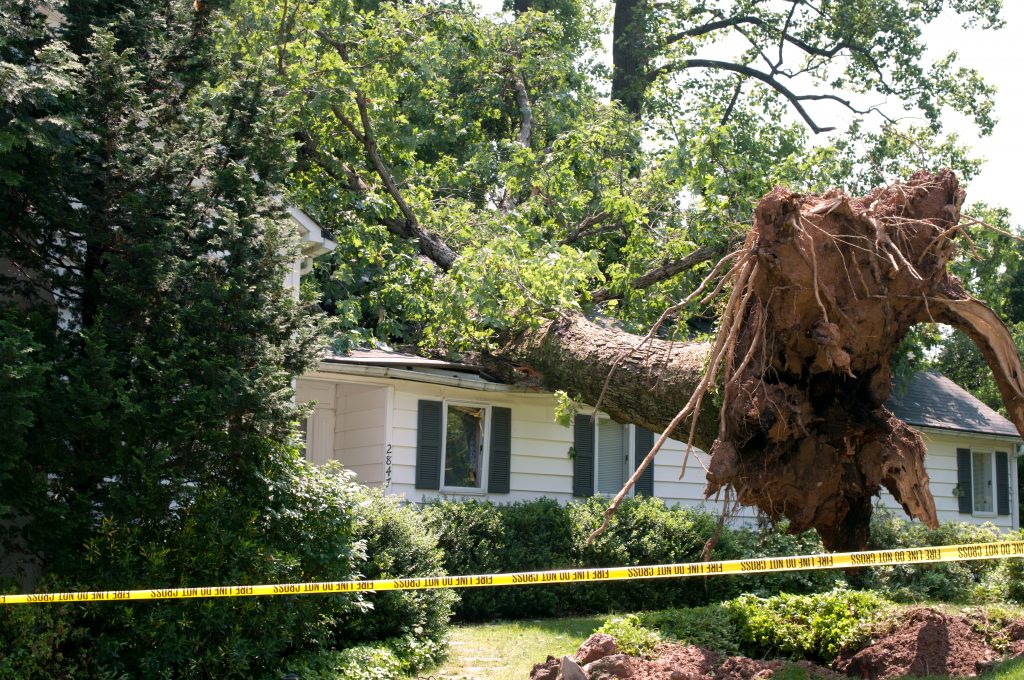 fallen tree on roof of house needing storm damage restoration services