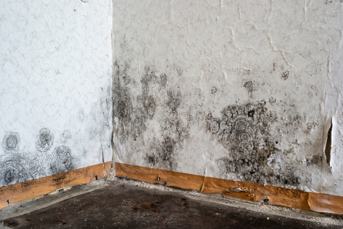 Wall with mold being treated by a water damage restoration company