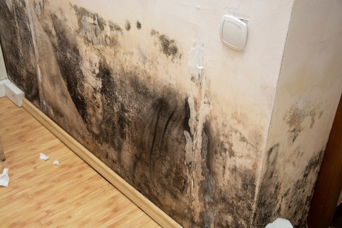 interior wall with black mold about to be addressed by mold remediation and removal services