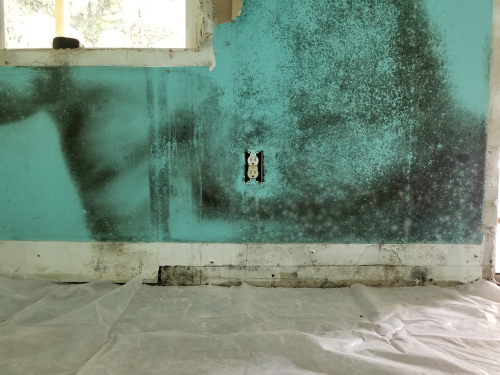 Interior room with mold before being treated by an emergency restoration services company